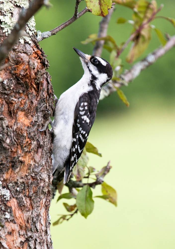 juvenile downy woodpecker female by canopic is licensed under CC BY-NC-ND 2.0